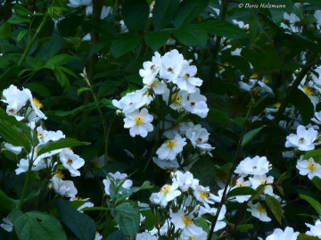 blossoms