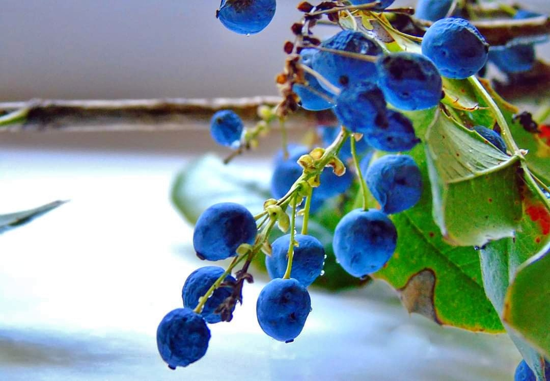 MAHONIA'S FRUITS