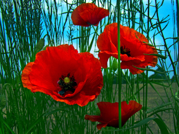 BLÜTEN