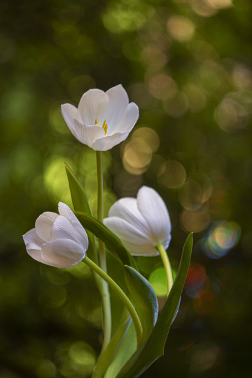 White tulips