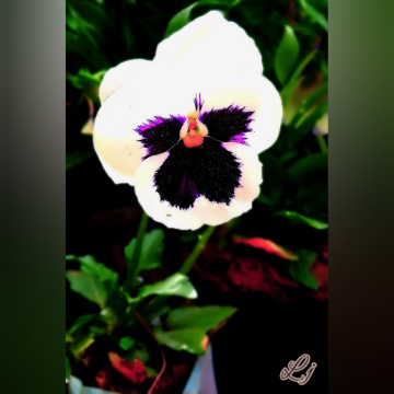 Flower ⚜⚜