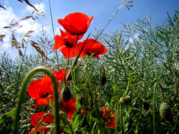 BLÜTEN