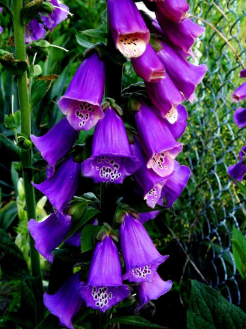 FOXGLOVE 