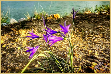 نیلوفر، wild lillys of Balochistan ⚜