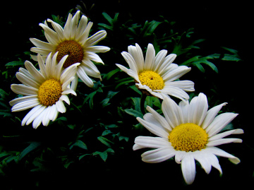 BLÜTEN