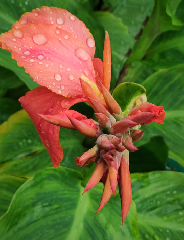 CANNA IN WATERDROPS
