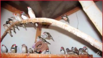 Finches in Aviary ⚜