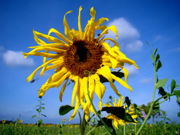 BLÜTE