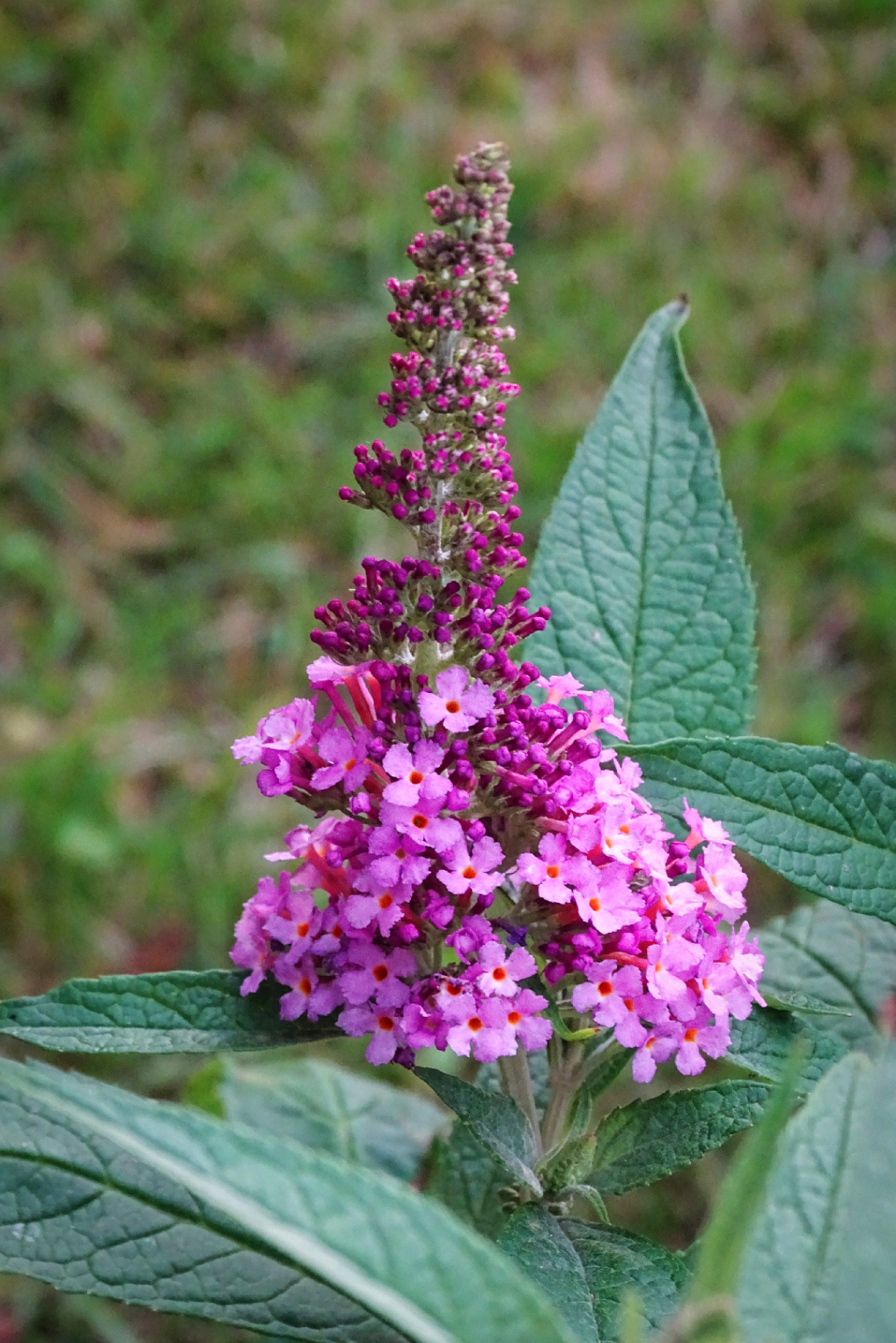 BUDDLEJA IN BLOOM