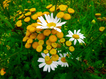 BLÜTEN