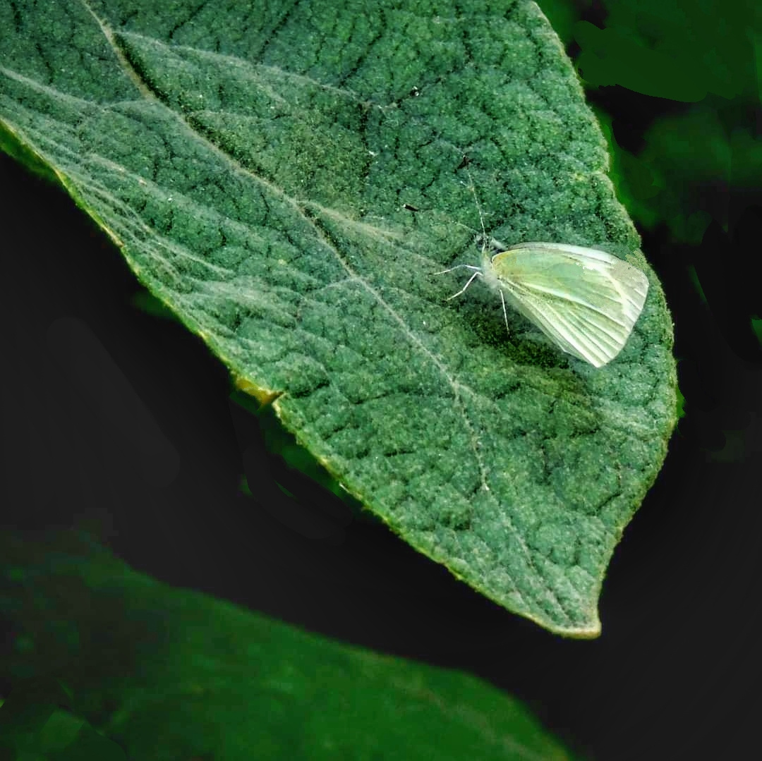 WHITE BUTTERFLY 