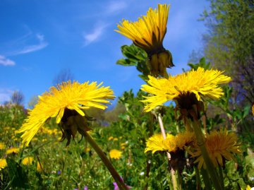 BLÜTEN