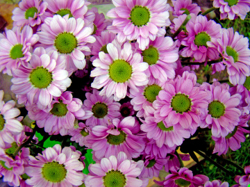 BLÜTEN