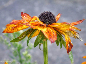THE LAST DAYS OF RUDBECKIA 