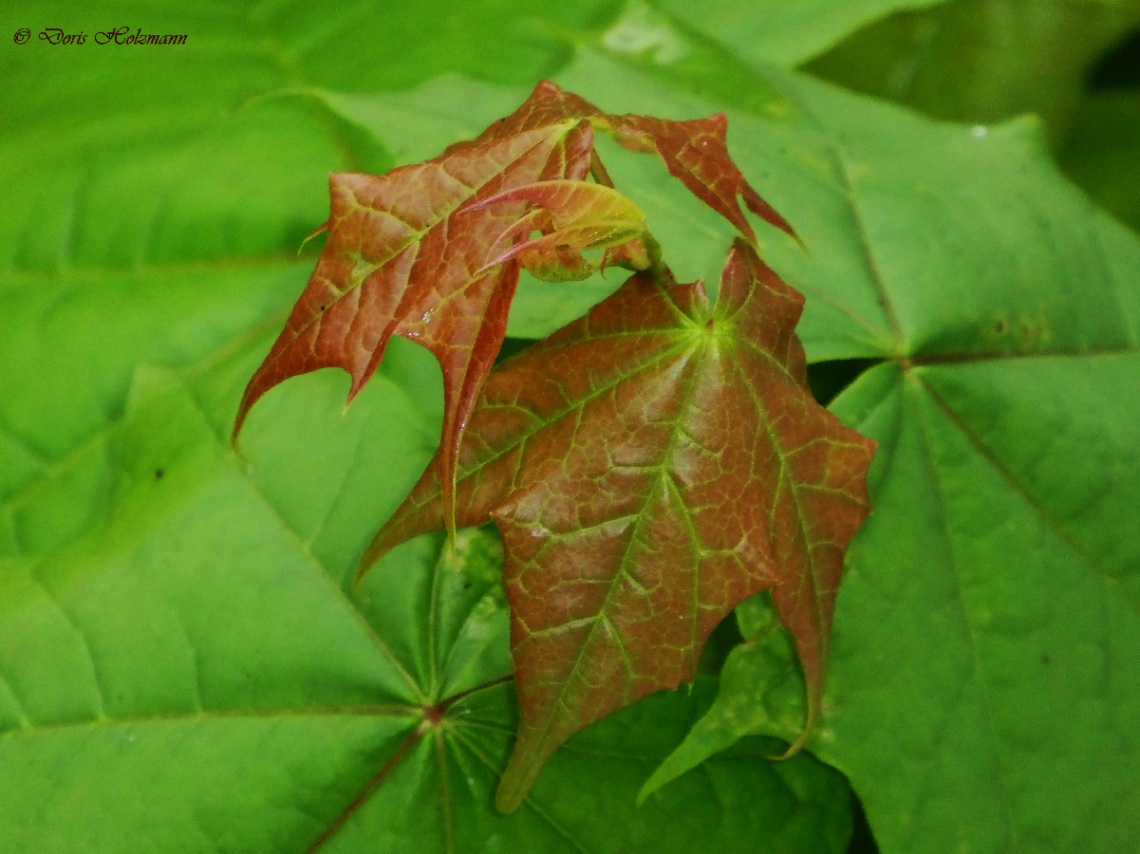 Tree leaves