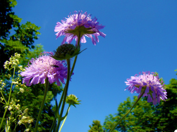 BLÜTEN