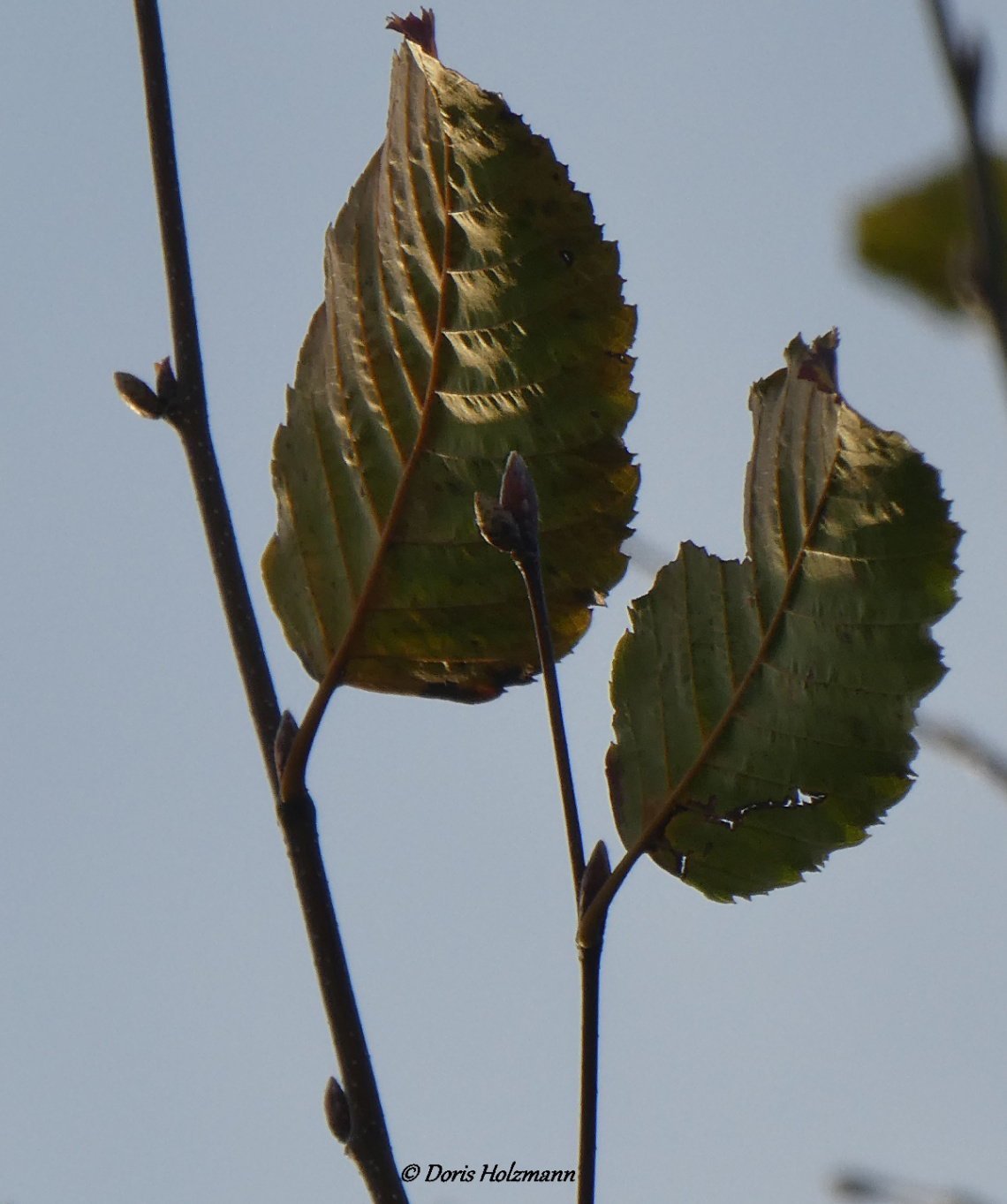 leaves