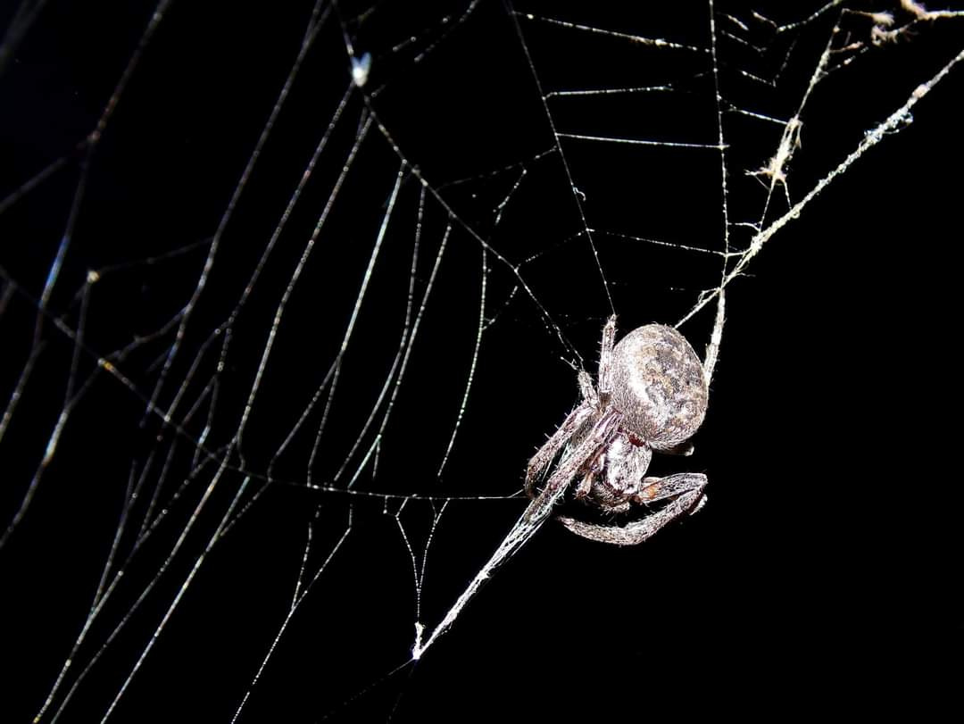 NIGHT SPIDER