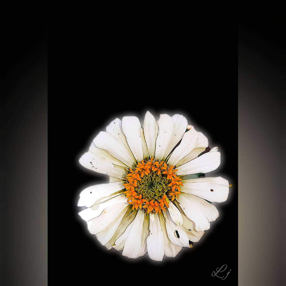Zinnia ⚜❤️⚜