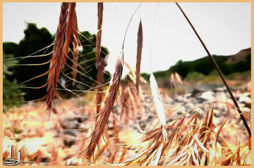Autumn at Hazaganji ⚜⚜