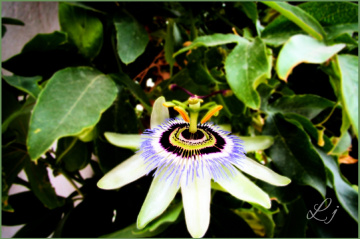 Passion Flower ⚜❤️