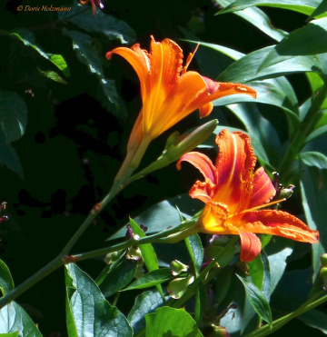 Hemerocallis fulva, the orange day-lily 