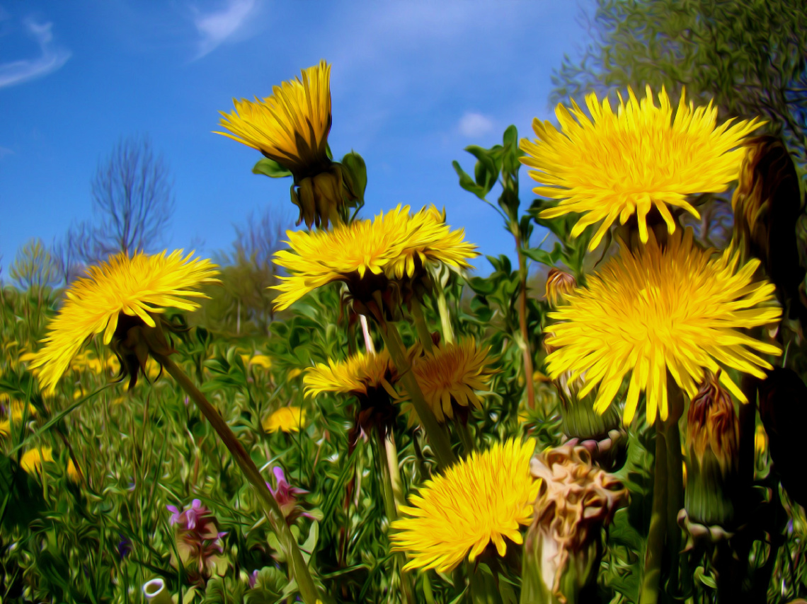 BLÜTEN