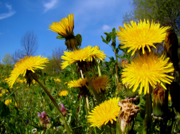 BLÜTEN