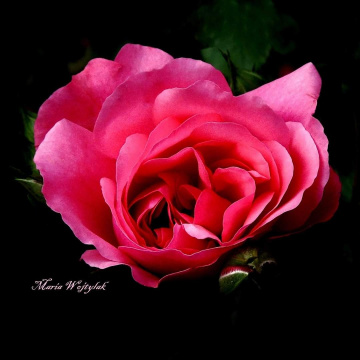 GARDEN ROSE
