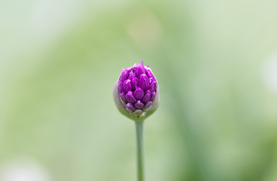 Fra Tivoli - København 2023...