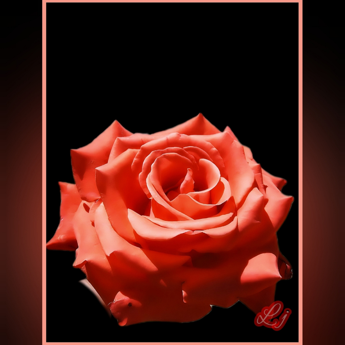 Red Rose❤️⚜❤️