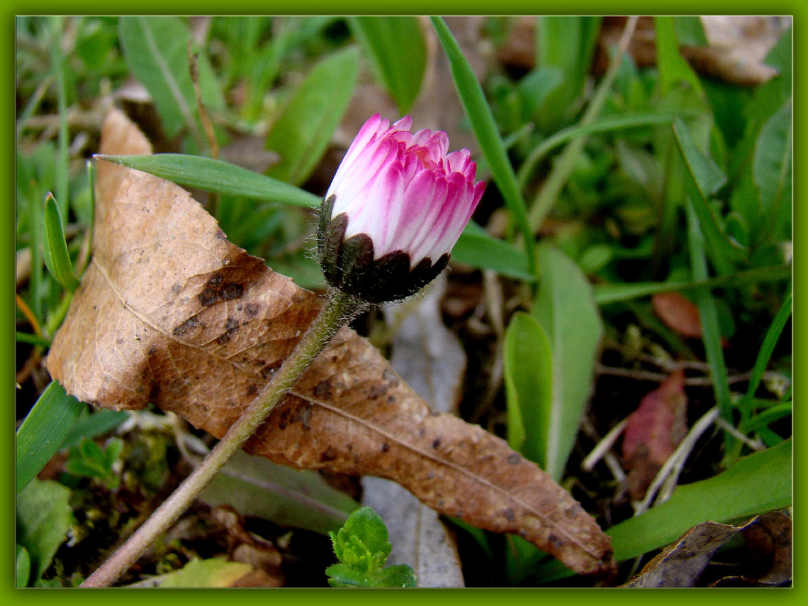 BLÜTE