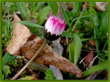 BLÜTE