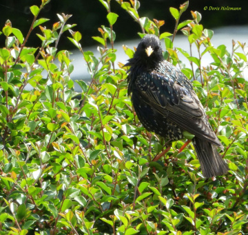 starling