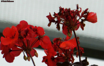 Geraniums