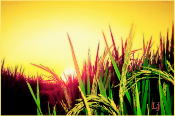 DUSK at Rice field ⚜ ⚜ ⚜ 