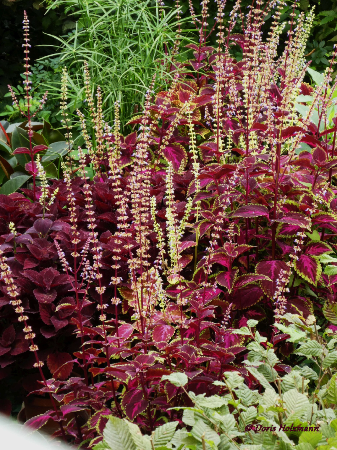 Coleus scutellarioides 