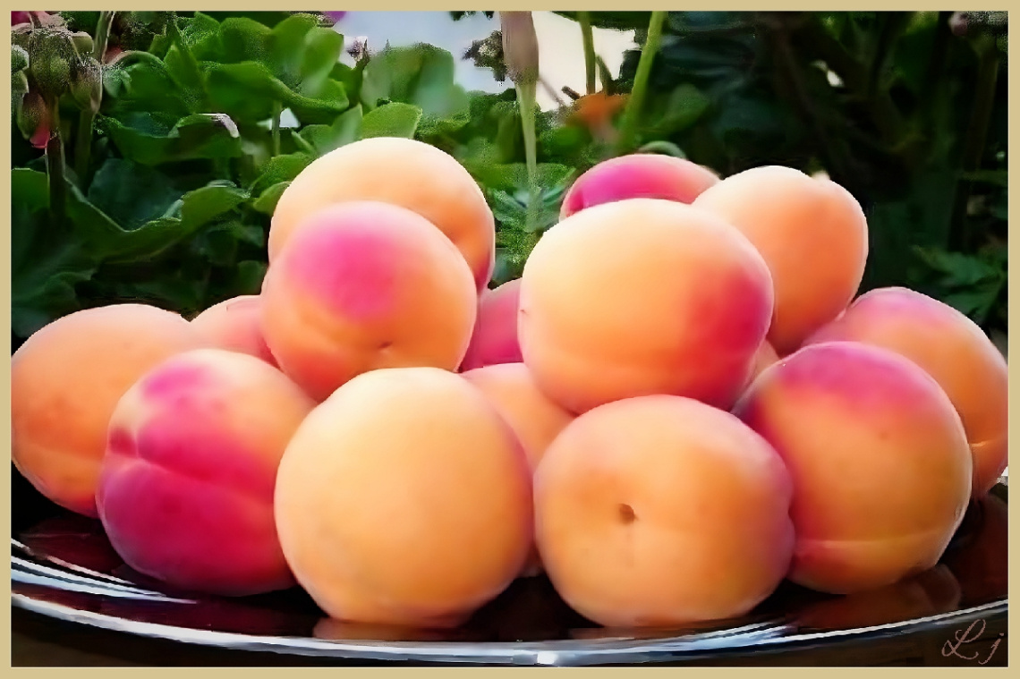 Jucy Plums ⚜ ⚜ 