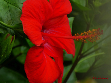 Hibiscus