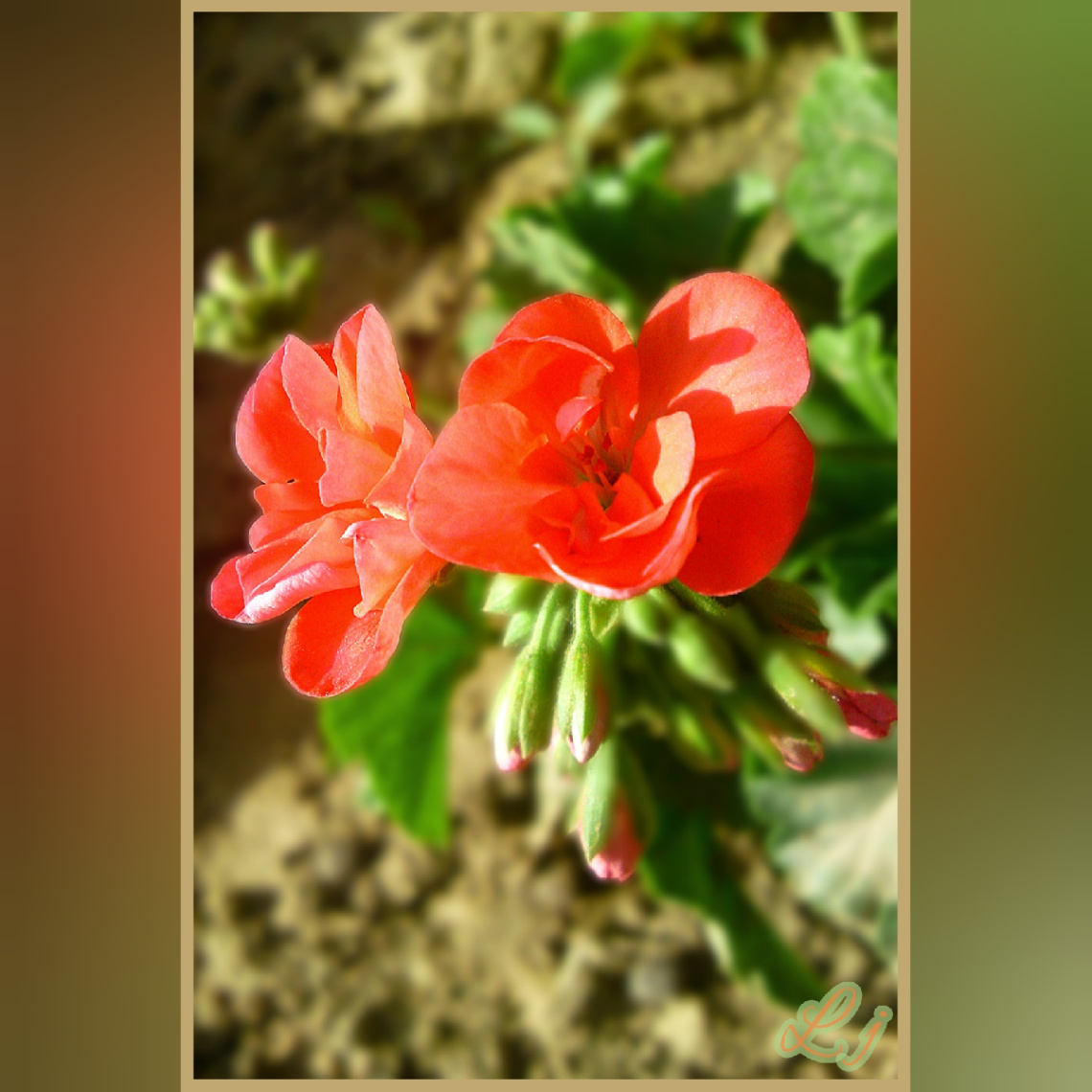 Geranium ⚜ جرینیم