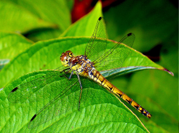 INSEKTEN