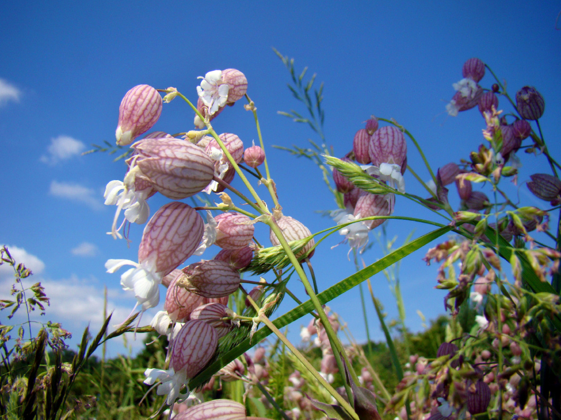BLÜTEN