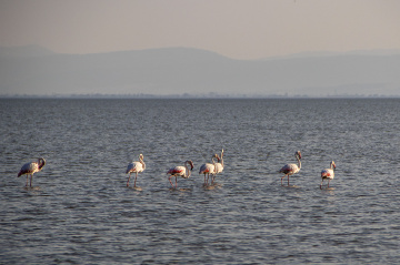 Flamingolar