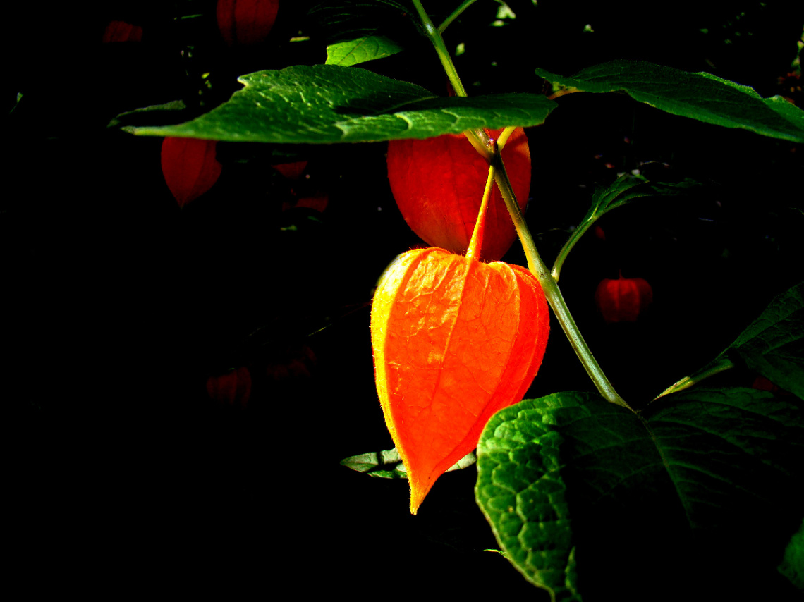 LAMPIONBLUME