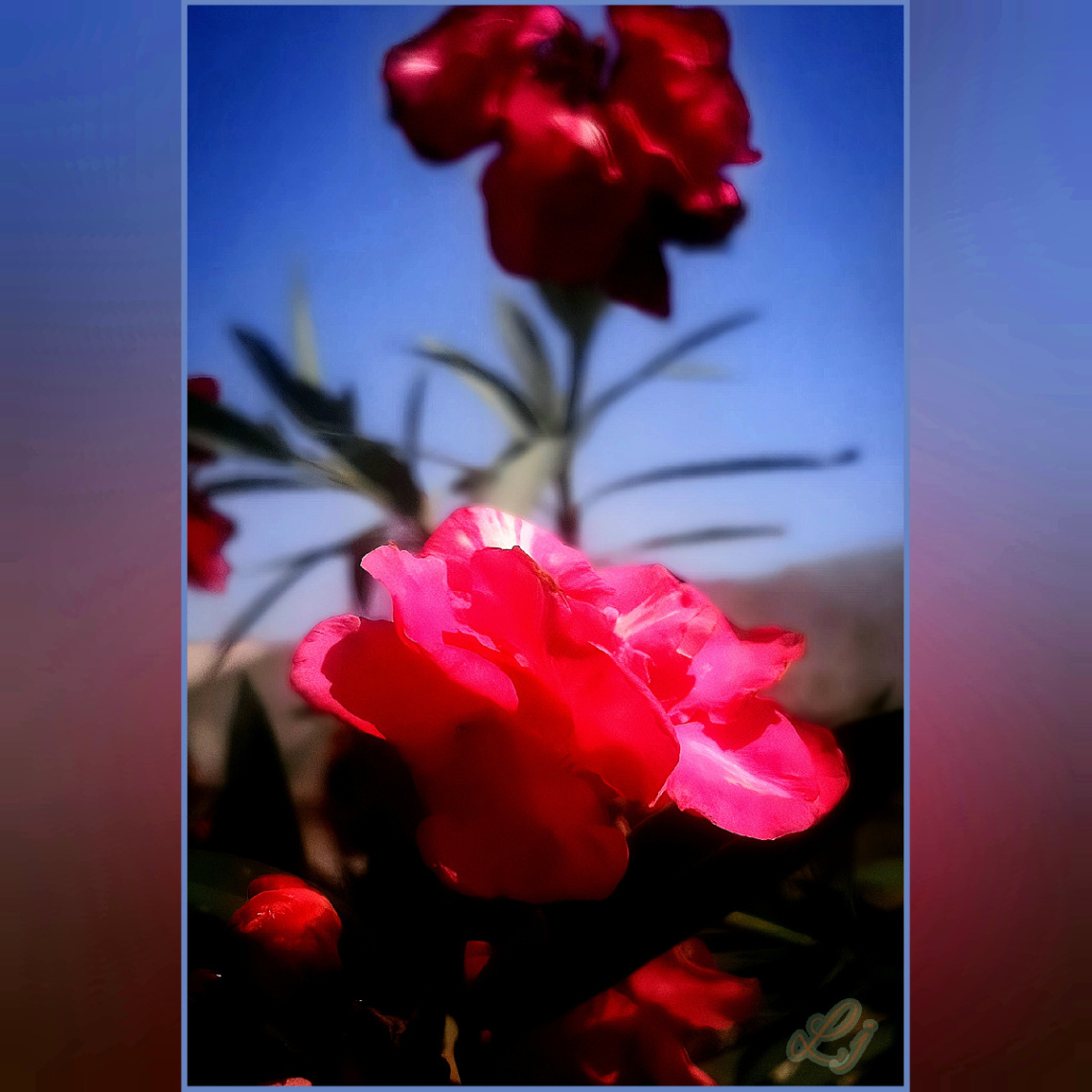 Red flower⚜ ⚜