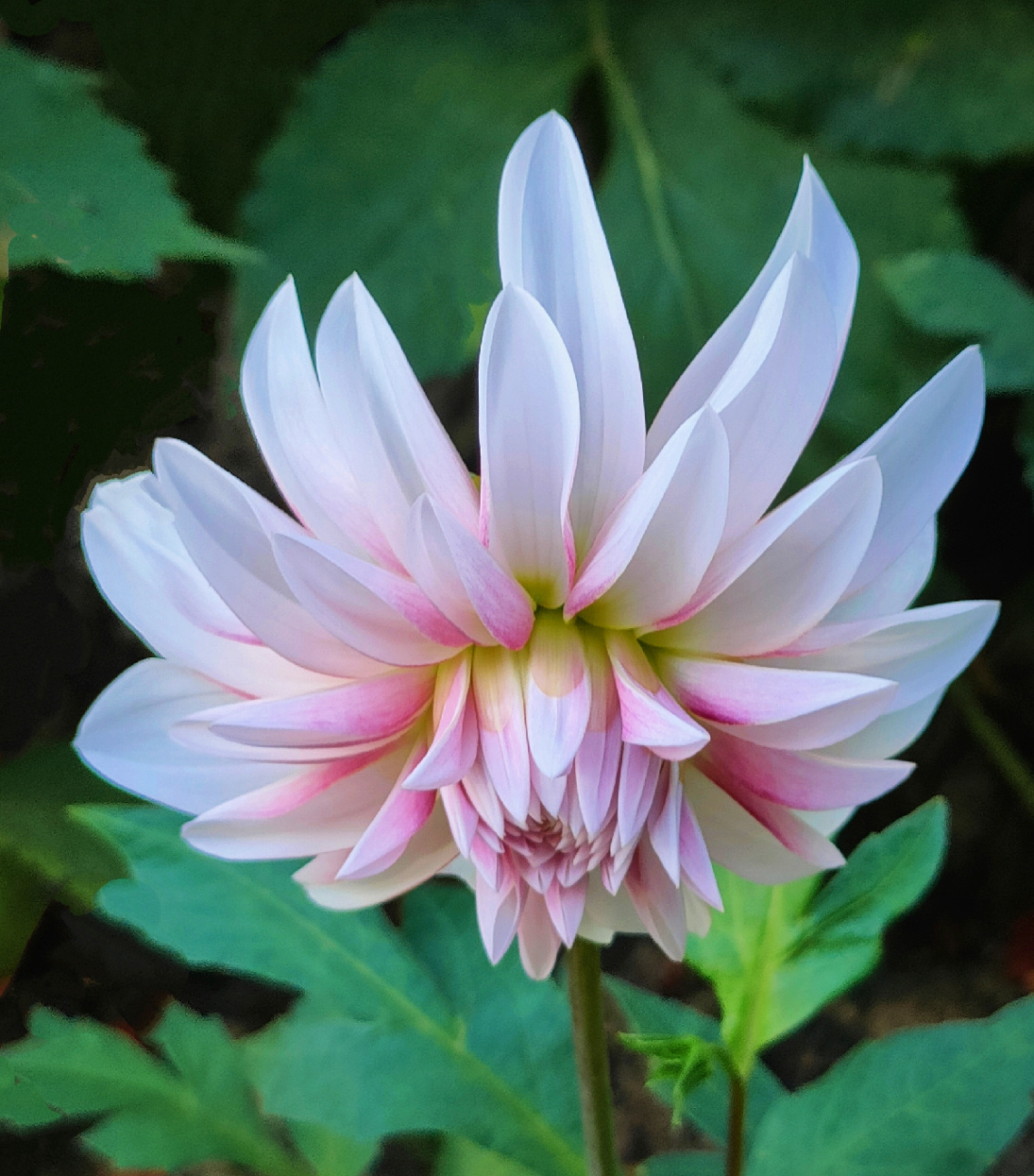 DAHLIA 