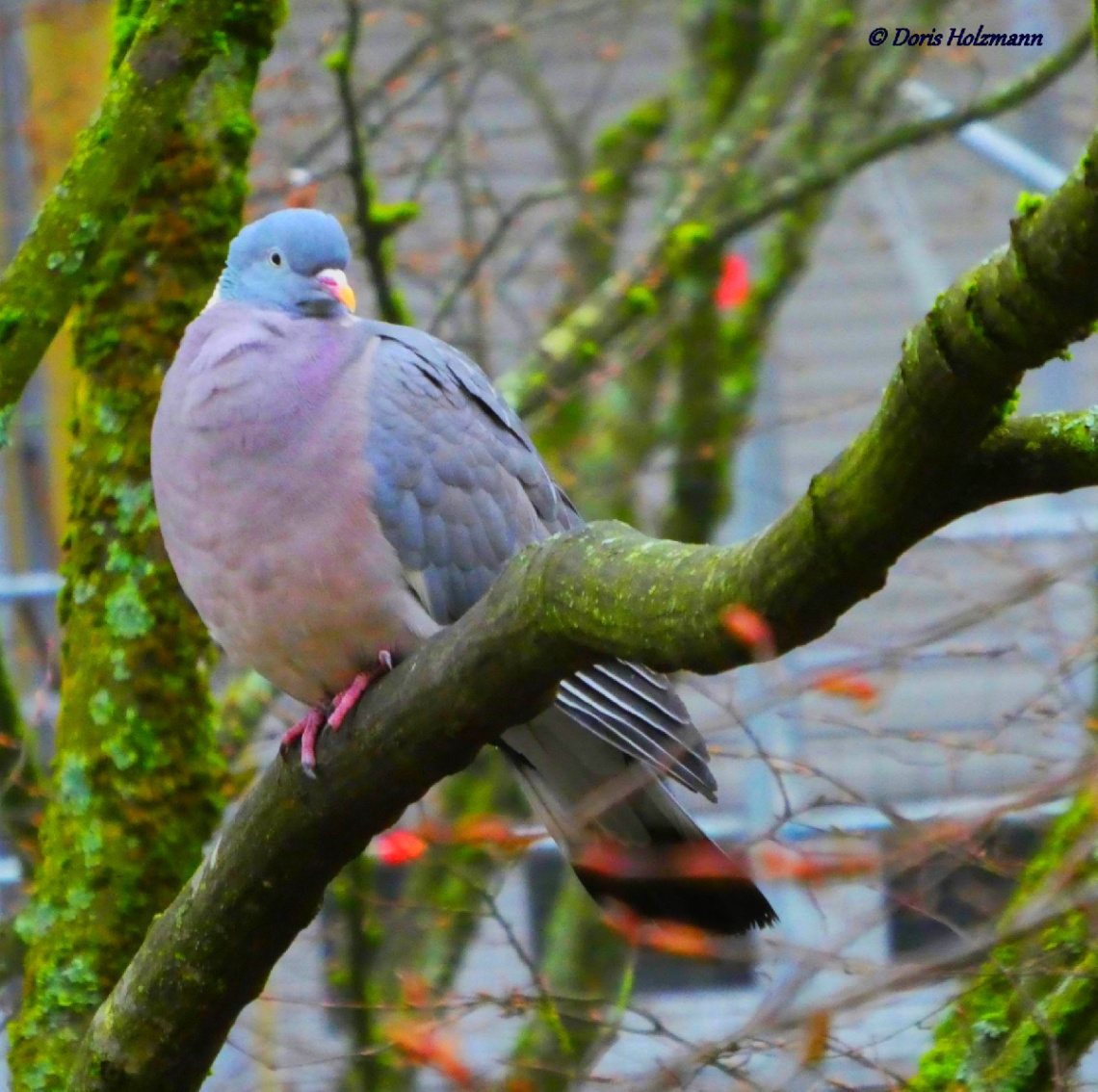 dove