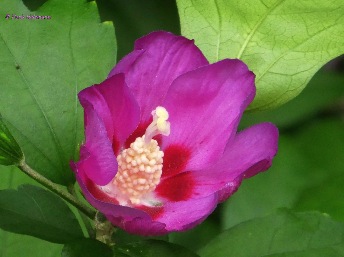 Hibiscus