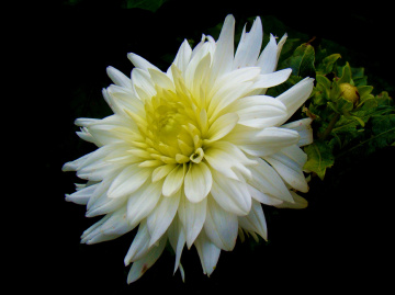BLÜTE