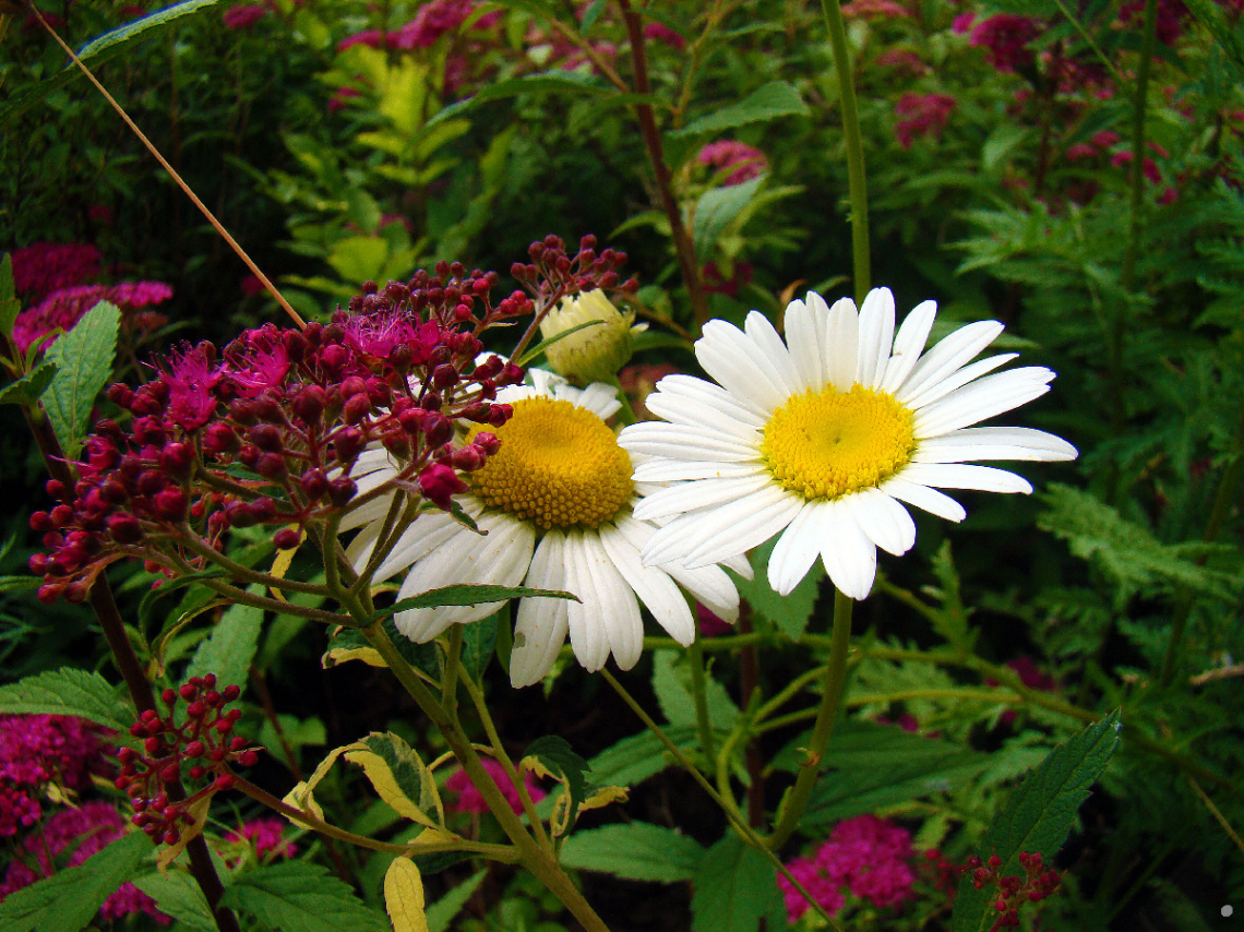 BLÜTEN